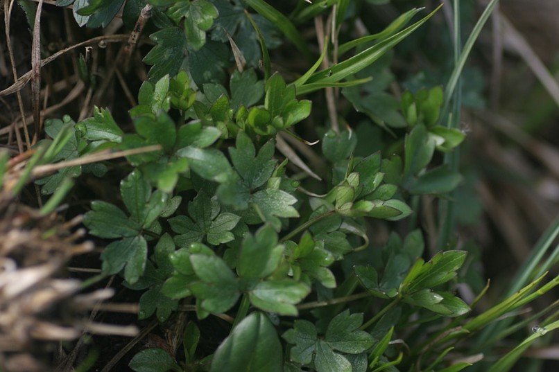 Ranunculus montanus / Ranuncolo montano